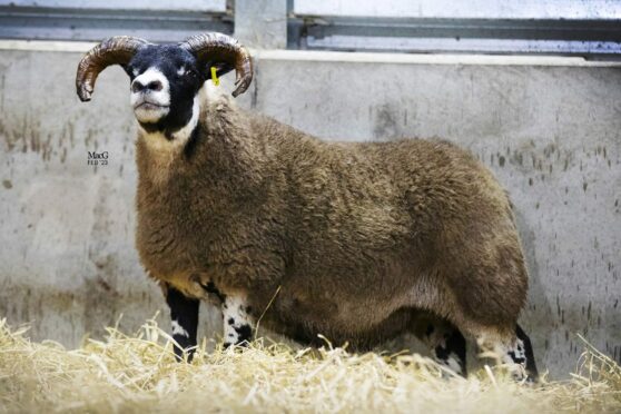Sale leader at 10,000gns was this one-crop ewe from Eoin Blackwood. Image: MacGregor Photography