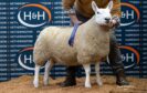 SALE TOPPER: George Milne's overall champion sold for £3,200.