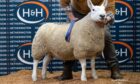 SALE TOPPER: George Milne's overall champion sold for £3,200.