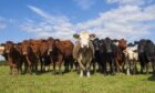 Scottish farms raise fewer than 400,000 cows now - a figure that is 'absolutely tiny' in world terms.