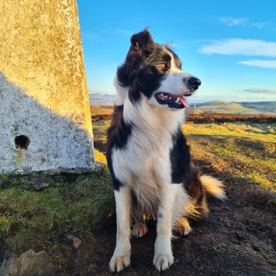 Fab Finn’s on top of the world at Lundie Craigs in the Sidlaws. The handsome hiker lives with Kelly Lovie in Coupar Angus.