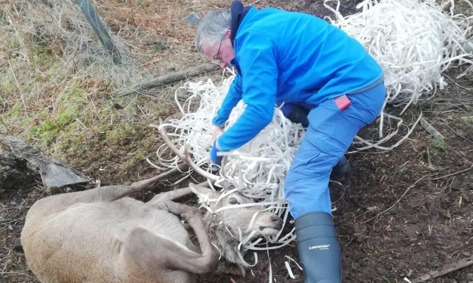 Roland Haechler and Bettina found the stag in Sandaig, with its antlers and neck tangled in the pallet strapping