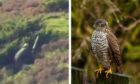 Rory Parker was caught on camera as he shot the bird out of the sky. Images: RSPB Scotland/Scottish Life/Ronald Findlay