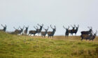 A Herd of Red Deer Stags on the Hills at Helmsdale. Image: Hazel Thomson