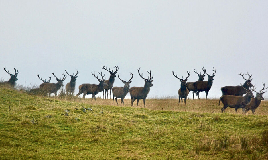 A herd of red deer on the hills at Helmsdale.