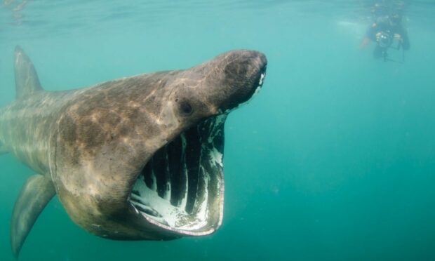 Basking sharks are one of the animals heading back to our shores this spring. Photo by Shane Wasik, Basking Shark Scotland.