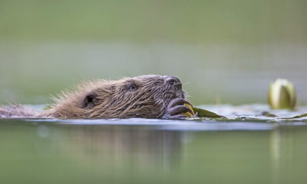 Beavers, like the castor fiber European beaver pictured, could be reintroduced to Glen Affric in the Highlands. Image: The Big Picture.