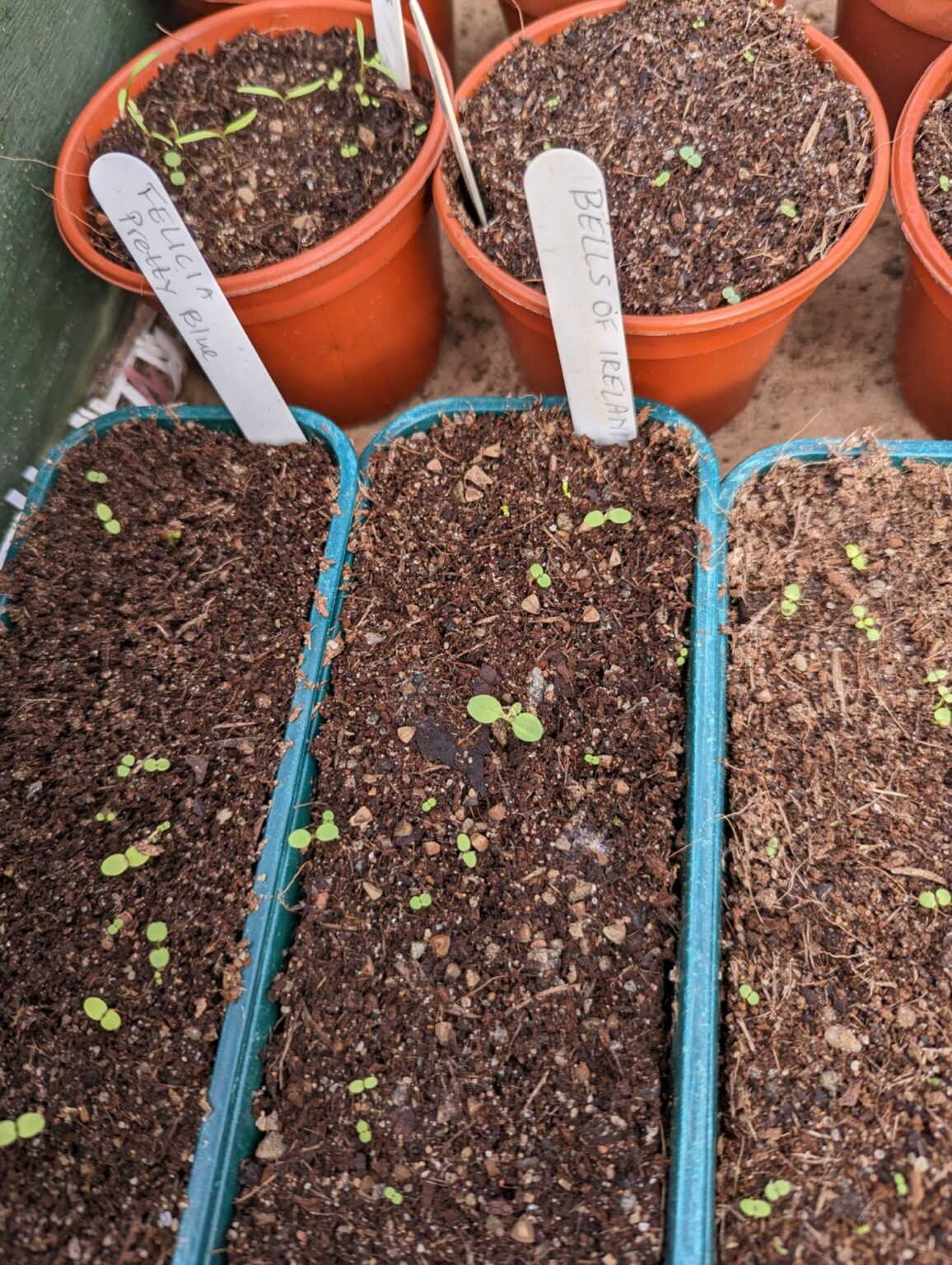 Scott Smith Seed sowing advice from The Beechgrove Garden