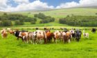 Cattle grazing in pasture.