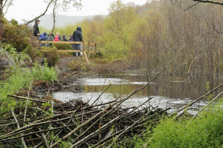 Beaver activity to demonstrate why beaver dams are good for the environment