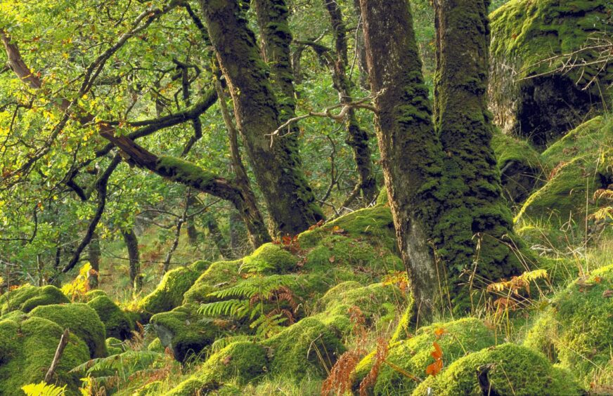 Woodlands as part of reforesting Scotland