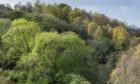 The results of tree planting in Scotland