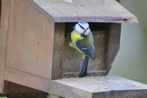 Bluetit bird perched on a bird house