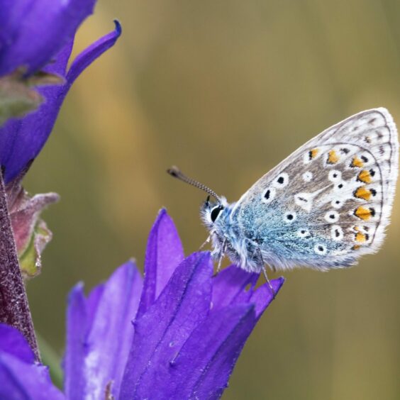 Butterfly pollinates plant with purple flowers if you make space for nature in your garden