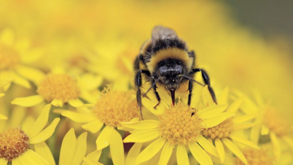 Bee lands on yellow flowers if you make space for nature in your garden