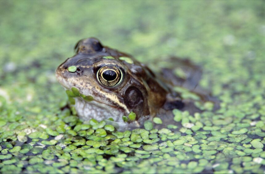 Frog leaping out of a pond with tiny green leaves if you make space for nature in your garden