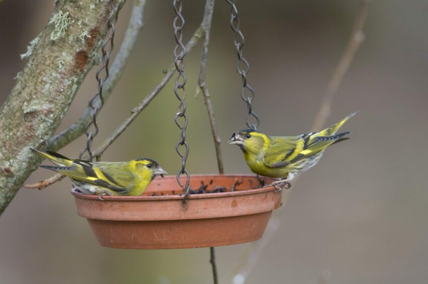 Two little birds eat from feeders hanging from a tree if you make space for nature in your garden