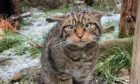 Scottish wildcats are scheduled for release in the Cairngorms National Park later this year. Image: Scottish Wildcats