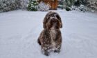 This lovely pup is enjoying the snow. Image: Graeme Forsyth, Mannofield