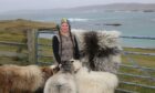 Helen Hart on Shetland with sheep with sea in background