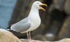 Shetland residents are encouraged to start proofing properties ahead of gull nesting. Image: Shetland Islands Council.