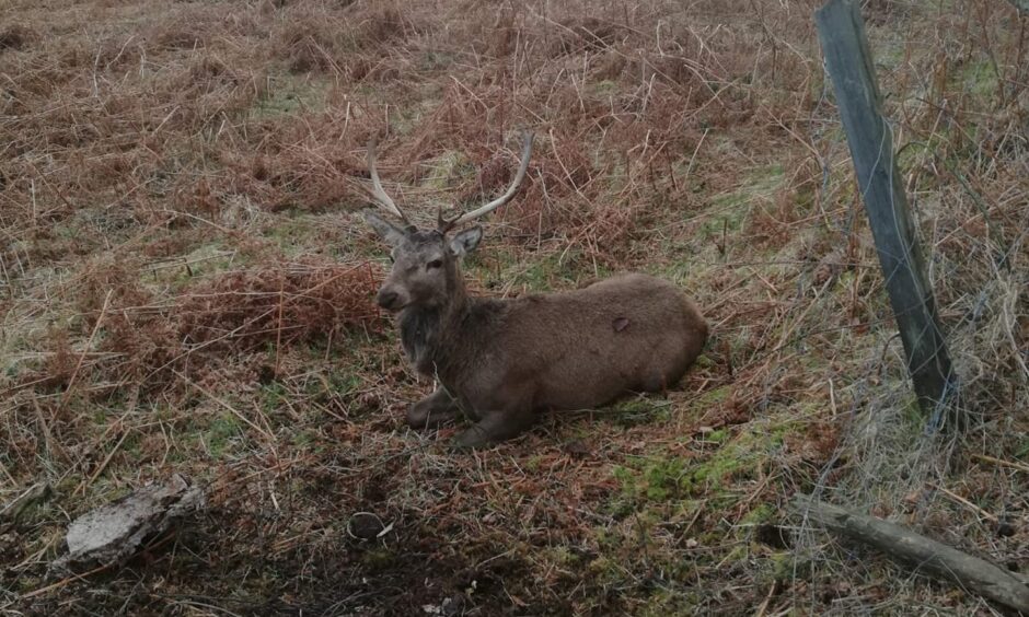 thankfully, the stag made a full recovery and was able to walk away from the incident