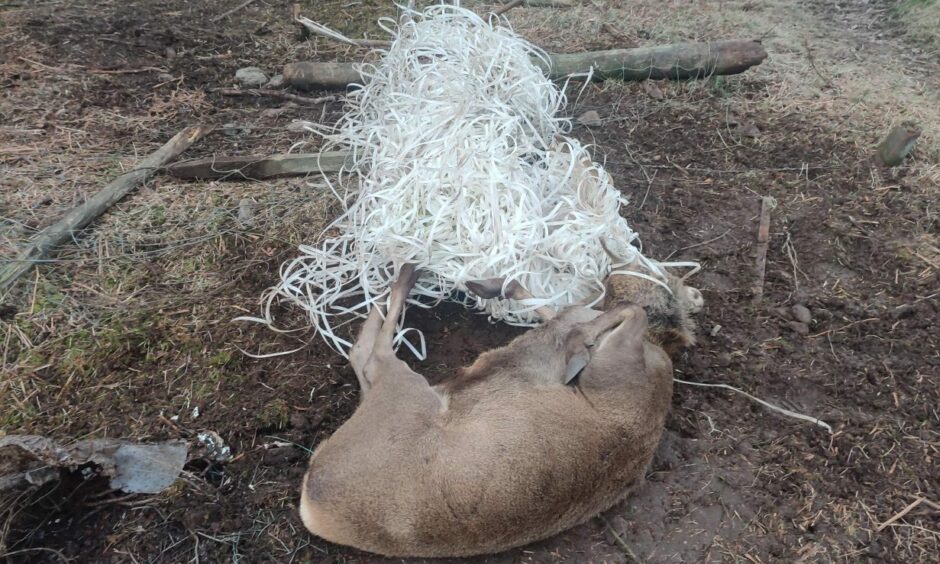When Roland first came across the deer, he was not sure if it was alive. The neck and antlers were completely entangled in plastic.