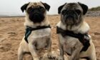 Stand up if you’re the world’s most perfect pug? Oh, OK, we’ll call it a draw! Max and Echo bring their sense of style to Arbroath beach while out with Jess Fletcher.