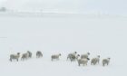 Sheep have been sheltering from snow near Keith. Image: Jason Hedges/DC Thomson.