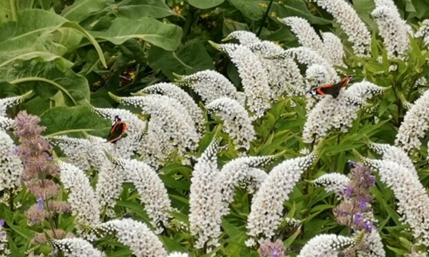 Lysimachia clethroides is understood worldwide but gooseneck loosestrife is an English common name.