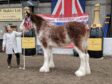 Tulloes Emily won the Clydesdale championship.