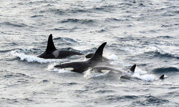 Shetland was featured in the opening scenes of the Wild Isles documentary. Image: Keith Broomfield.