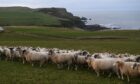 Farmers will benefit from vaccinating sheep. Image: Paul Glendell/DC Thomson