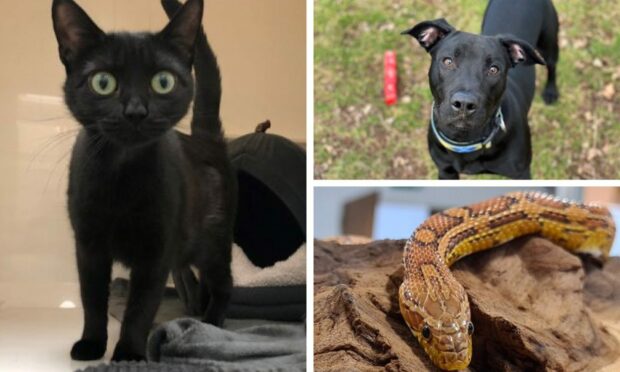 Max, Sampson and Precious are all looking for their forever homes.