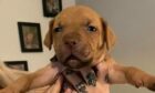 The three bulldog cross Rhodesian ridgeback puppies are missing from an Aberdeen home. Pictured is the stolen girl puppy. Image: Becca Ewen.