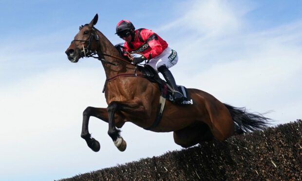 Ahoy Senor, owned by Bruce and Carron Wymer, will run in the Cheltenham Gold Cup.