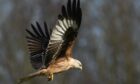 A red kite was shot on Lochindorb Estate on Monday. Image: Supplied