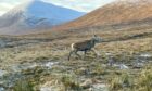 A red deer in South Uist.
