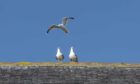Aberdeenshire Council is once again encouraging residents and visitors to help tackle the issues around urban gulls across the region. Image: Aberdeenshire Council