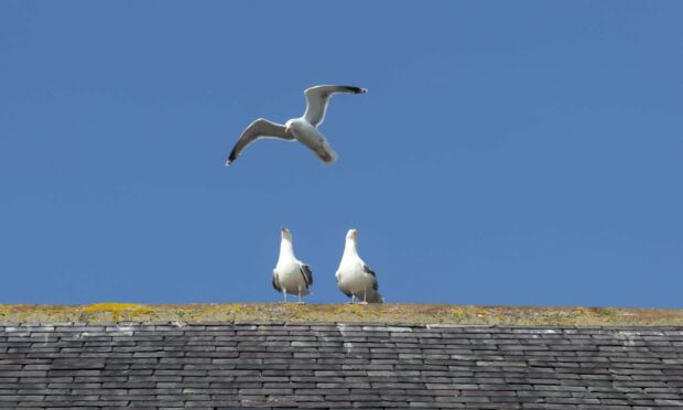 Aberdeenshire Council is once again encouraging residents and visitors to help tackle the issues around urban gulls across the region. Image: Aberdeenshire Council