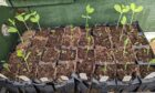 Sweet peas benefit from nicking for germination.