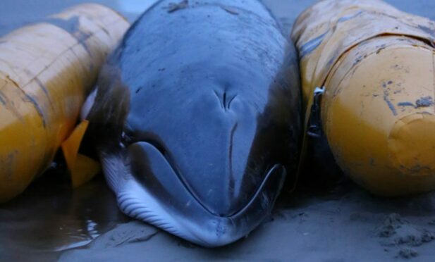 The 4.5metre female minke whale washed ashore Waulkmill Bay near Orphir on Wednesday afternoon during high tide.  Image: Tom Hadley.