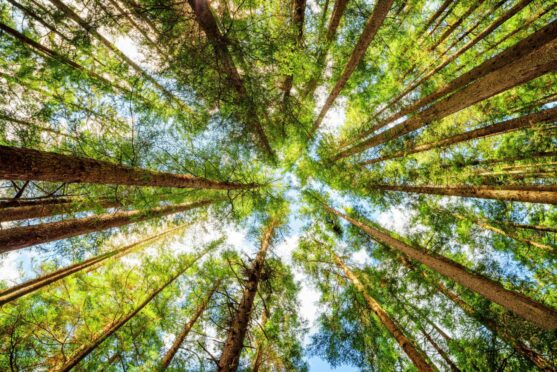 Trees in a pattern for North East Climate Week.