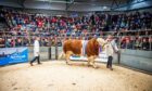 Darren Davidson parades the reserve champion from Reece and Andrew Simmers, Backmuir, Keith. Image: Wullie Marr / DC Thomson