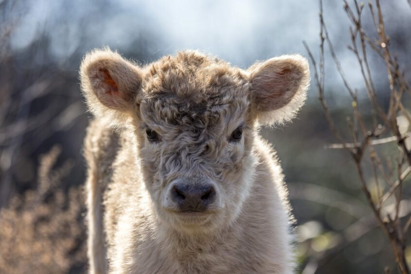 Baby calf staring at camera.