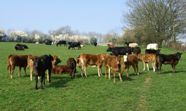 CALF CLAIMS: The scheme has £34 million destined for mainland calves and £6 million for island claims.