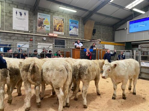 The event will take place at Quoybrae Mart from 9am.