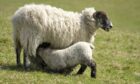The highest cause of fatalities on farms involved people being struck by farm vehicles such as quad bikes which are often used during lambing season.