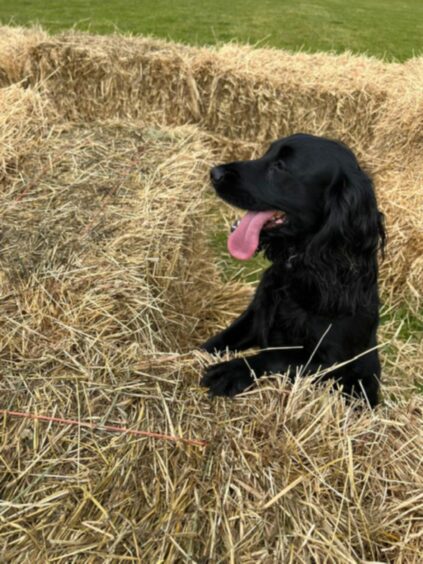 Well, it might not be a needle, but we’d rather find this in a haystack any day! Willow had a ball at Scentral Bark activity centre with Tracy Fraser of St Fergus.