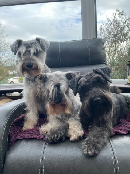 They may be miniature schnauzers, but Molly, Lulu and Poppy go big on beauty! The terrific trio light up Peterhead with Annette Chisholm.